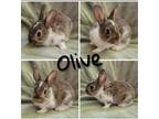 Adopt Olive a Other/Unknown rabbit in Mattawan, MI (38742450)
