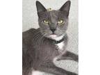Adopt Morgan a Domestic Shorthair / Mixed (short coat) cat in Vineland
