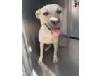Adopt Lukcus a Tan/Yellow/Fawn Labrador Retriever / Mixed dog in Fort Worth