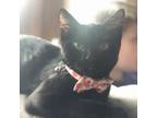 Adopt Pepper a All Black Domestic Shorthair / Mixed cat in Rochester