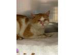 Adopt Thumper a Orange or Red Domestic Shorthair / Domestic Shorthair / Mixed