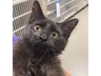 Adopt Hoggle a All Black Domestic Longhair / Domestic Shorthair / Mixed cat in