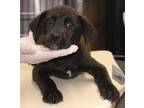 Adopt Noel a Black Labrador Retriever / Chow Chow / Mixed dog in Picayune