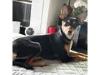 Miniature Pinscher Puppy for sale in San Diego, CA, USA