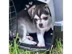 Miniature Pinscher Puppy for sale in Freeburg, MO, USA
