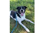 Adopt Otis a White Collie / Mixed dog in Queenstown, MD (38627934)