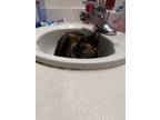Adopt Thora a Tortoiseshell Domestic Shorthair (short coat) cat in El Dorado