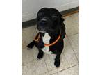 Adopt Orion a Black Terrier (Unknown Type, Small) / Mixed dog in Gulfport