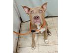 Adopt Felicity a Tan/Yellow/Fawn American Pit Bull Terrier / Mixed dog in