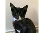 Adopt Arcee a All Black Domestic Shorthair / Mixed cat in Texas City