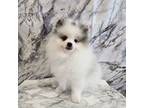 Pomeranian Puppy for sale in Urbana, OH, USA