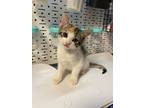 Adopt Suri - In Foster a White Domestic Shorthair / Domestic Shorthair / Mixed
