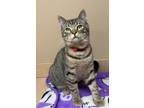 Adopt Ronald a All Black Domestic Shorthair / Domestic Shorthair / Mixed cat in
