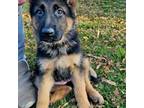 German Shepherd Dog Puppy for sale in Churubusco, IN, USA