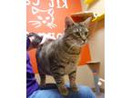 Adopt Princess a Brown or Chocolate Domestic Shorthair / Domestic Shorthair /