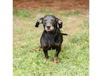 Adopt Jack 12689 a Brown/Chocolate Dachshund / Mixed dog in Cumming