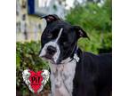 Adopt Jasper a American Pit Bull Terrier / Mixed dog in St.
