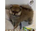 Pomeranian Puppy for sale in Cave City, AR, USA