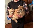 Pomeranian Puppy for sale in Cave City, AR, USA