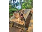 Adopt Behr a Merle Catahoula Leopard Dog / Mixed Breed (Medium) / Mixed dog in