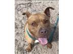 Adopt Ozzy a Red/Golden/Orange/Chestnut Pit Bull Terrier / Mixed dog in Groton