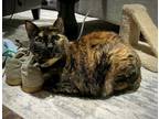 Adopt Alliegh a Tortoiseshell Domestic Shorthair (short coat) cat in Coppell