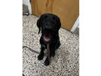 Adopt Blackjack a Black German Wirehaired Pointer / Mixed dog in Pendleton