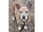 Adopt Genny a Red/Golden/Orange/Chestnut Pit Bull Terrier / Mixed dog in Groton