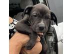 Adopt Ramira a Black Mixed Breed (Medium) / Mixed dog in Midland, TX (38565870)