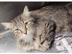 Adopt ELLEN a Gray, Blue or Silver Tabby Domestic Mediumhair (medium coat) cat