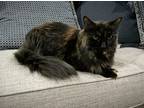 Adopt Chloe a Tortoiseshell Domestic Longhair (long coat) cat in Coppell