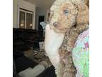 Poodle (Toy) Puppy for sale in Miami Gardens, FL, USA