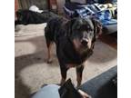 Adopt Vector a Black - with Brown, Red, Golden, Orange or Chestnut Rottweiler /