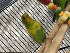 Adopt Hallie a Yellow Parakeet - Other / Mixed bird in Lowell, MA (38549547)