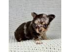 Chihuahua Puppy for sale in Houston, TX, USA