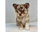 Chihuahua Puppy for sale in Houston, TX, USA