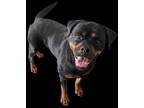 Adopt Annabelle a Brown/Chocolate - with Black Rottweiler / Mixed dog in