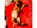 Dachshund Puppy for sale in Milwaukee, WI, USA