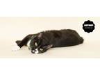 Adopt MARC ANTONY a Black & White or Tuxedo Domestic Shorthair (short coat) cat