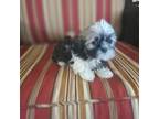 Shih Tzu Puppy for sale in Quakertown, PA, USA