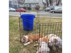 Bulldog Puppy for sale in East Orange, NJ, USA