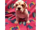 Bulldog Puppy for sale in Buffalo, NY, USA