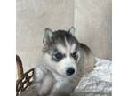 Siberian Husky Puppy for sale in Ferndale, WA, USA