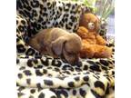 Dachshund Puppy for sale in Stewartstown, NH, USA