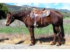 8 Year Old 15.3 Hand Chestnut Mare ***Video***
