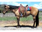 7 Year Old 15.1 Hand Buckskin Dun Gelding ***Video***