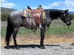 4 Year Old 15 Hand Blue Roan Gelding +++Video+++