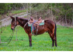 Gentle Dark Bay John Mule, Quiet Natured Been Trail Ridden