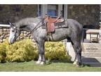 Dude, Dapple Grey Percheron - Quarter Horse Gelding @ Auction!