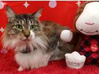Adopt Bebe a Brown Tabby Domestic Longhair / Mixed cat in Ocala, FL (33449686)
